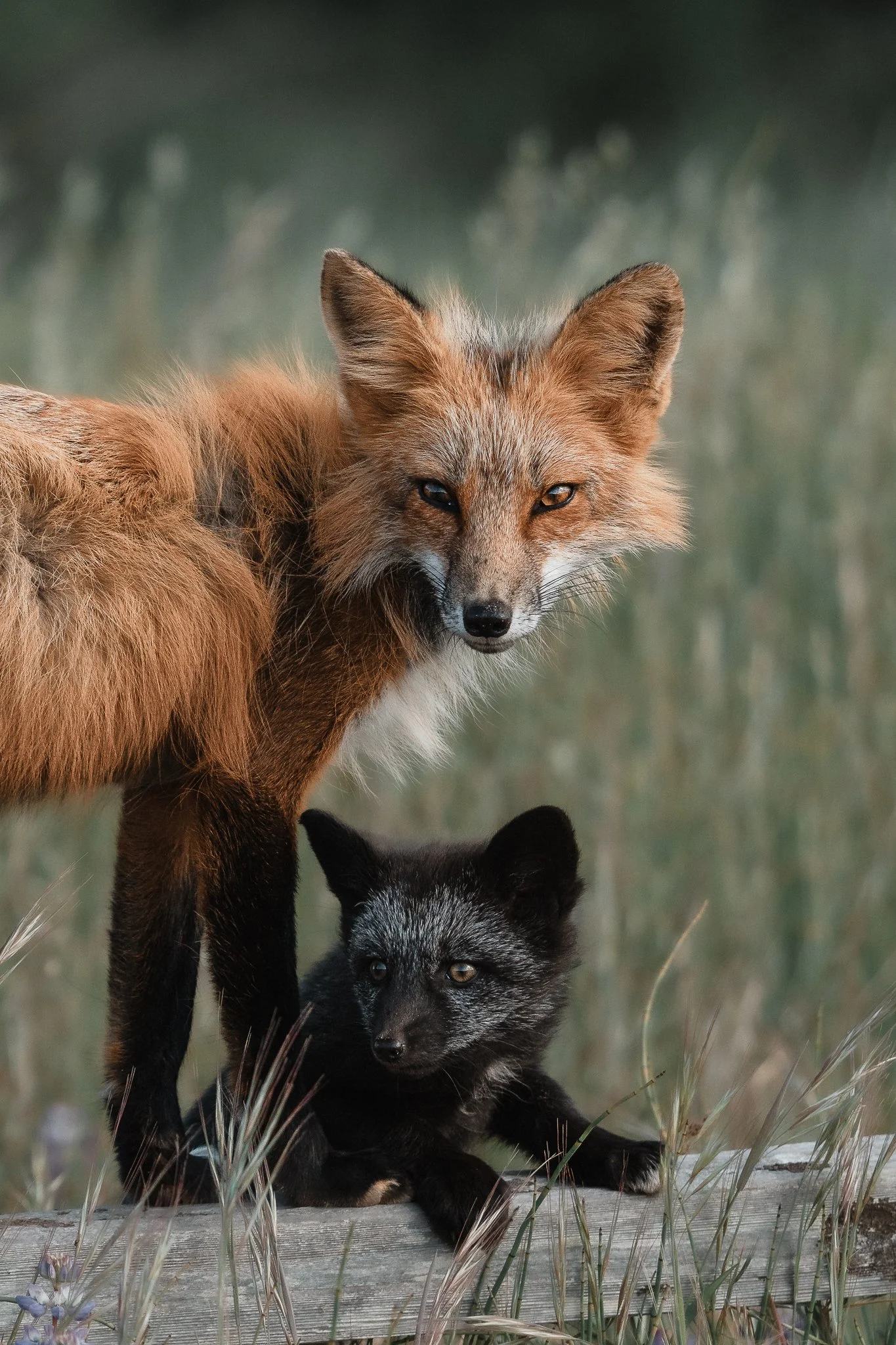 MelissaFindley-MelissaField_Fox Kits SJI 2025-5.jpg