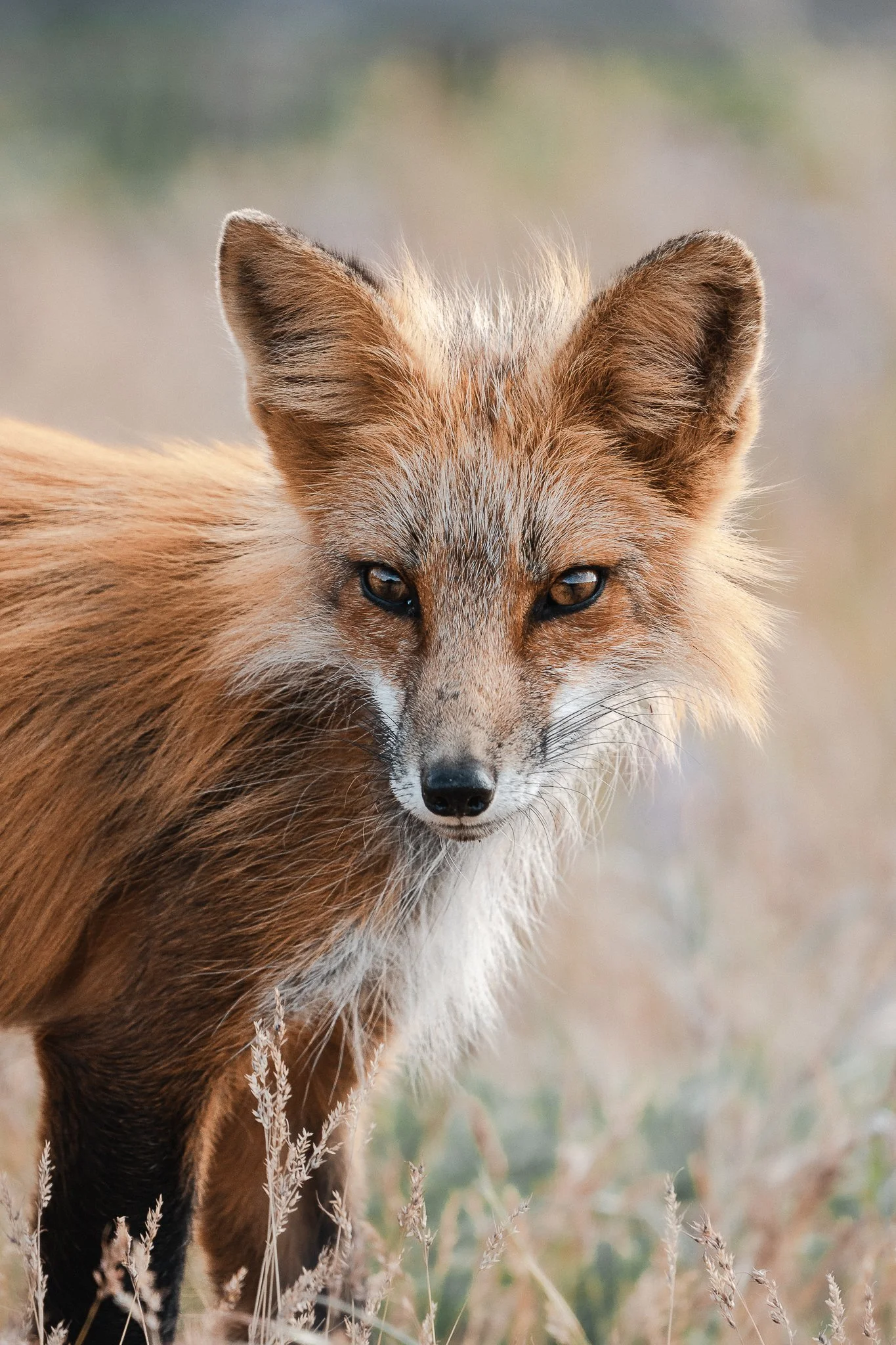 MelissaFindley-MelissaField_Fox Kits SJI 2025-11.jpg