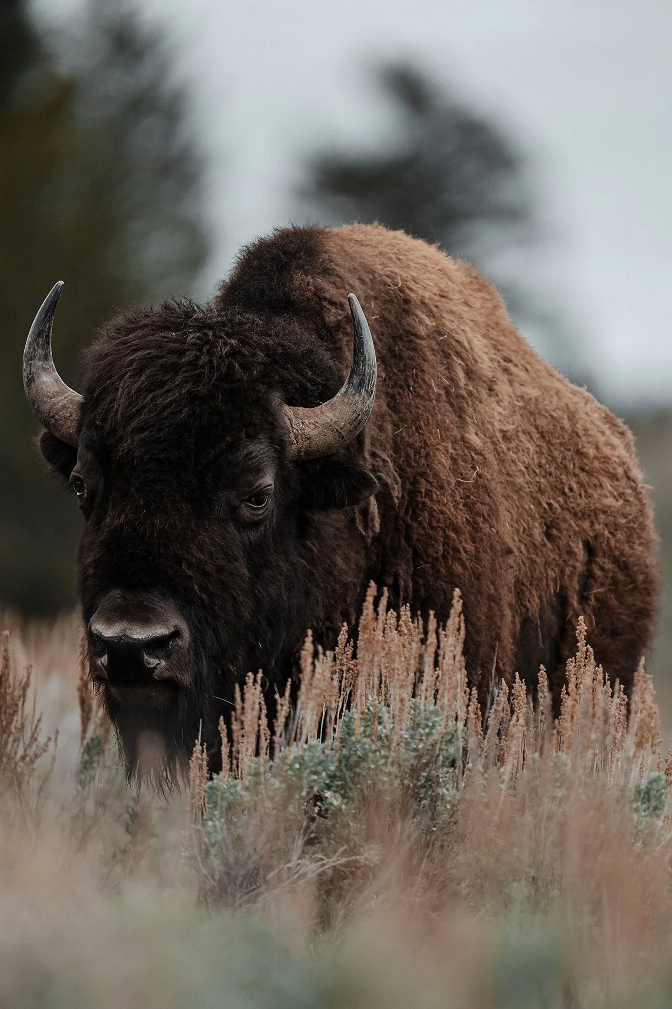 website-MelissaFindley-MelissaField_Bison-2 copy.jpg