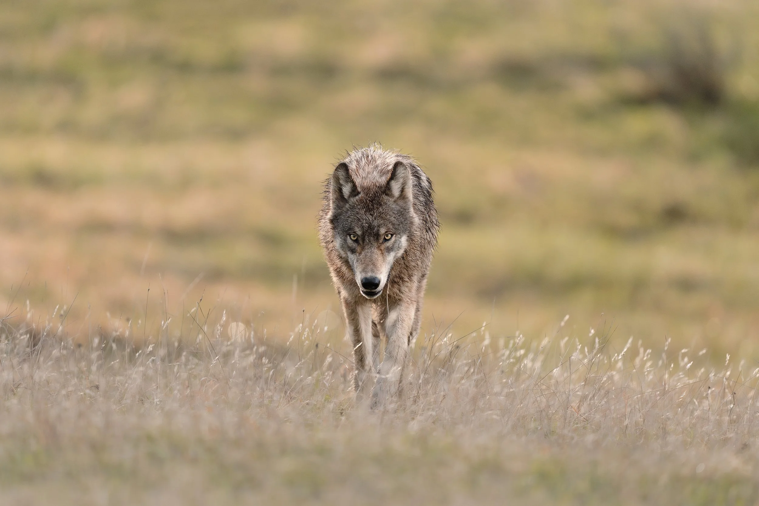 websiteMelissaFindley-MelissaField_WOLF-1 copy.jpg