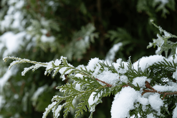 The Squeaky Sound of Softness