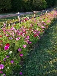 Border of Cosmos at MCLawland Farms