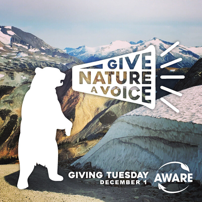 giving-tuesday-give-nature-a-voice---grizzly.jpg