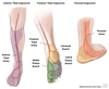 What are angiosomes and how do they impact lower leg wound healing ...