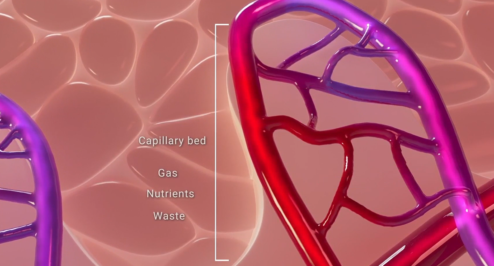 graphic depiction of gas exchange in the capillaries