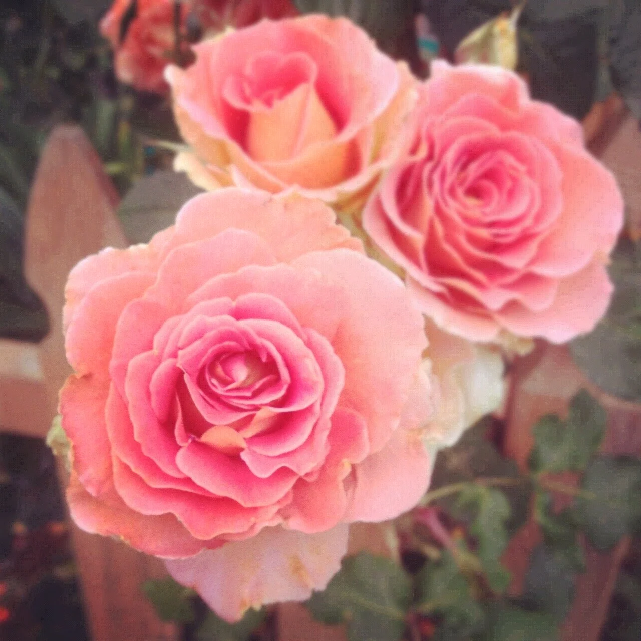 Garden Roses