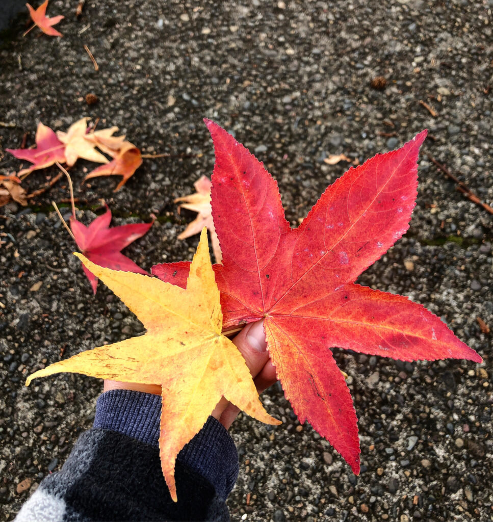 Fall_leaves_11_2020-967x1024.jpg