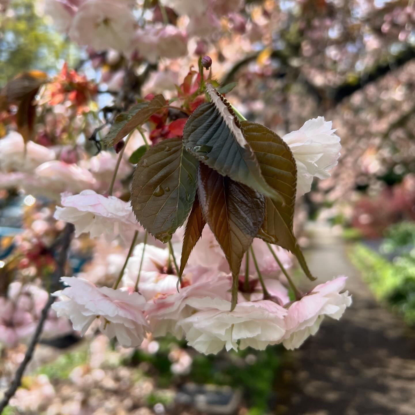 Some spring beauty from my walk in the neighborhood today. I love this time of year. 🌸
.
.
.
.
.
#spring #beautiful #flowers #pnw #pnwonderland #willamettevalley #landofpollen #beautyforthebees #colorsofspring