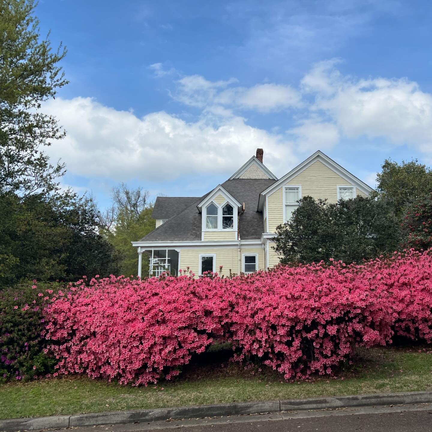 Second day in Natchez: I saw the largest azaleas I have ever seen. @a_billhime helped me out so I could show you all how amazing they are! We toured Ravenna - a gorgeous home with front and back galleries. The chandelier! The staircase! The flowers! 