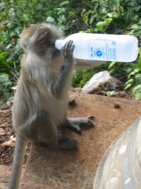 Sharing water with a monkey in Thailand