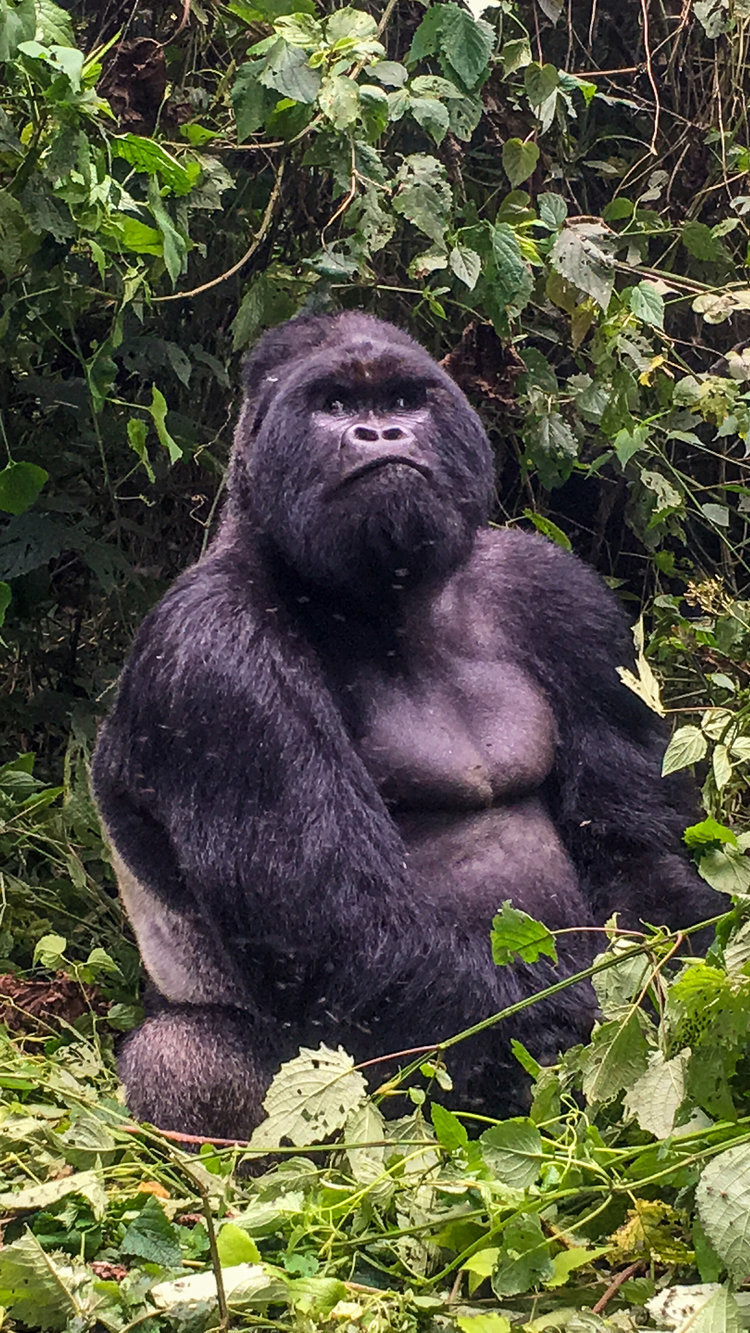  Silverback. Congo's Mountain Gorillas. Such gentle creatures that need us to care about the protection of their home and their babies who are threatened by poachers everyday. 