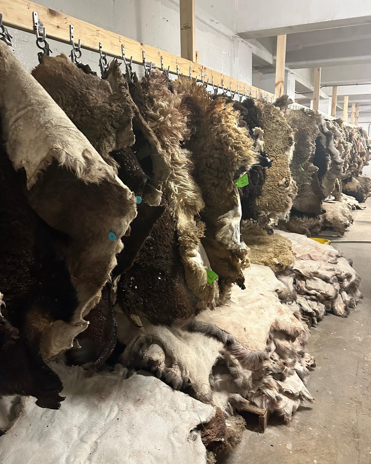 We traveled to the Driftless hills of SW Wisconsin to deliver our sheep hides to the woman-owned @driftlesstannery that uses all natural methods for tanning hides.

We got an amazing tour and saw some amazing hides that are drying and finishing. And 
