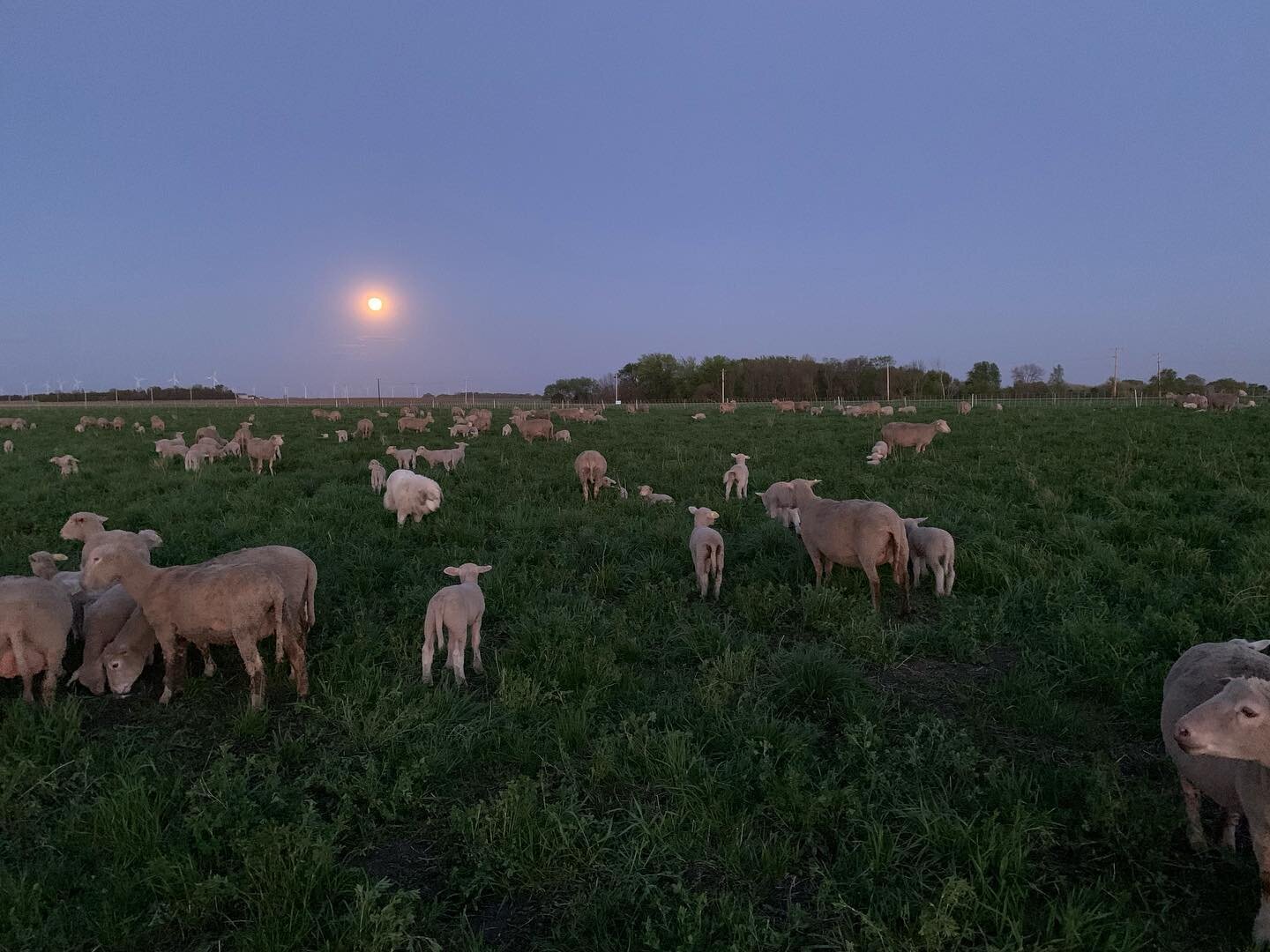 As the gorgeous moon floods Insta feeds, we can&rsquo;t help ourselves but add to the beautiful array of moon pics tonight.

#grazingseasonbegins #underafullmoon #moonsky #grassfedlamb #animalwelfareapproved #climatechangemitigation #changingthelands