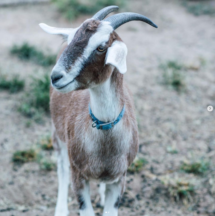 goat image.png