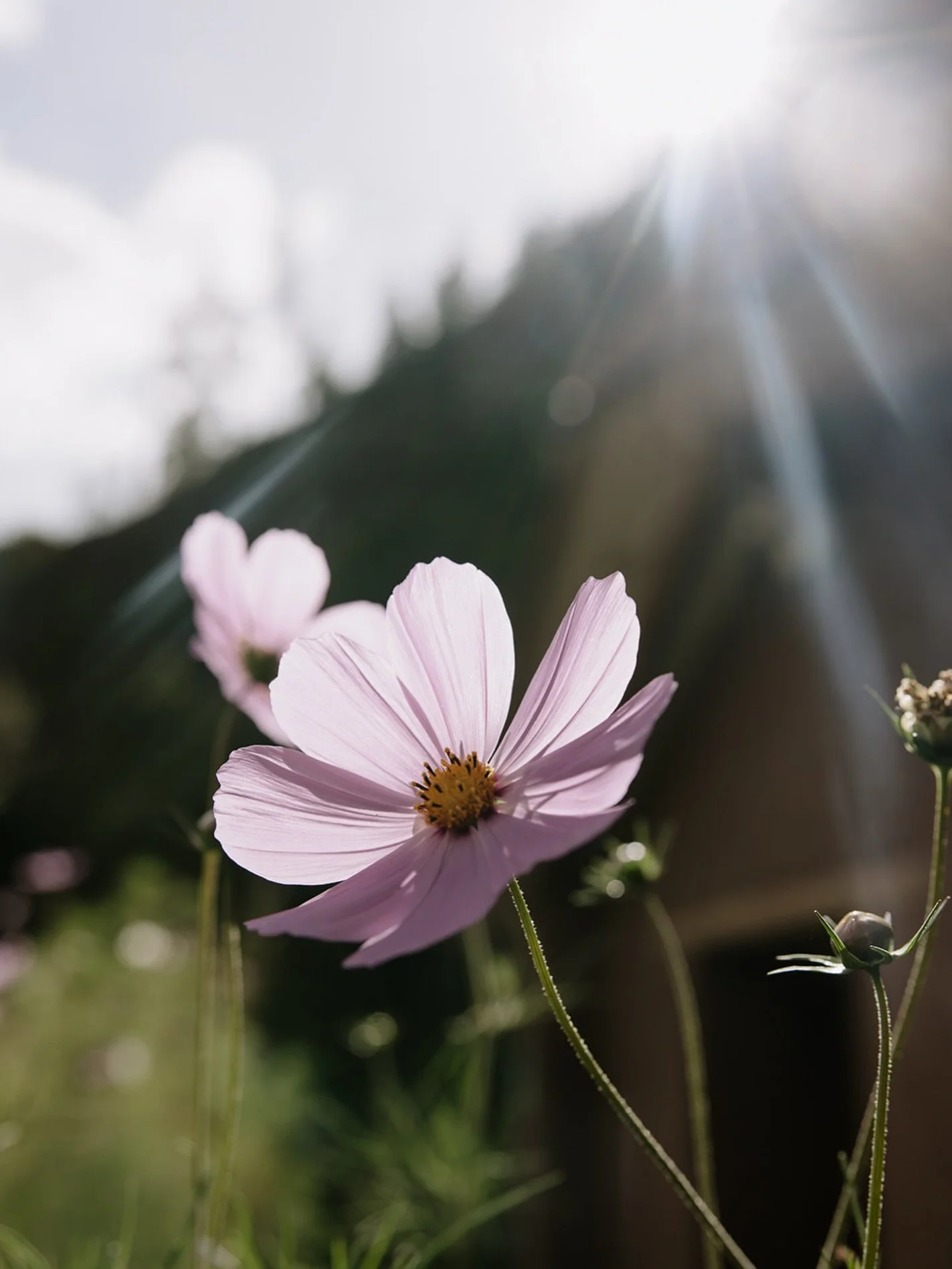 Despite the flowers always being perched on the roadside or the birds singing their morning music, I don&rsquo;t always notice.

The presence of fresh buds and streams of light don&rsquo;t change but my attention does.

At times my attention dancing 