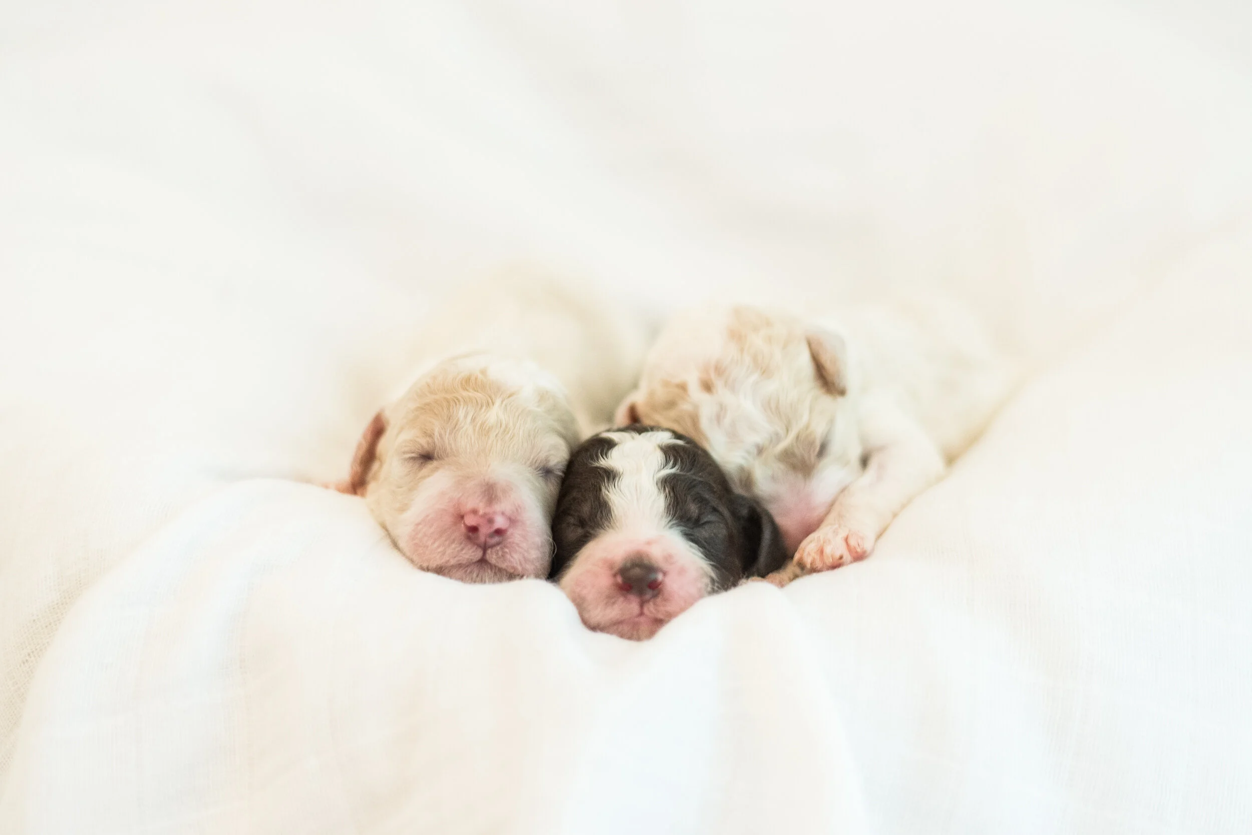 We are the best ethical doodle dog breeder near Atlanta, Georgia! We