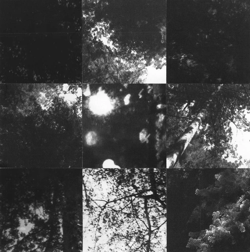 2025_MIDNIGHTUMBRELLA_Collage_9x9_Trees_Crop&Trim.jpg