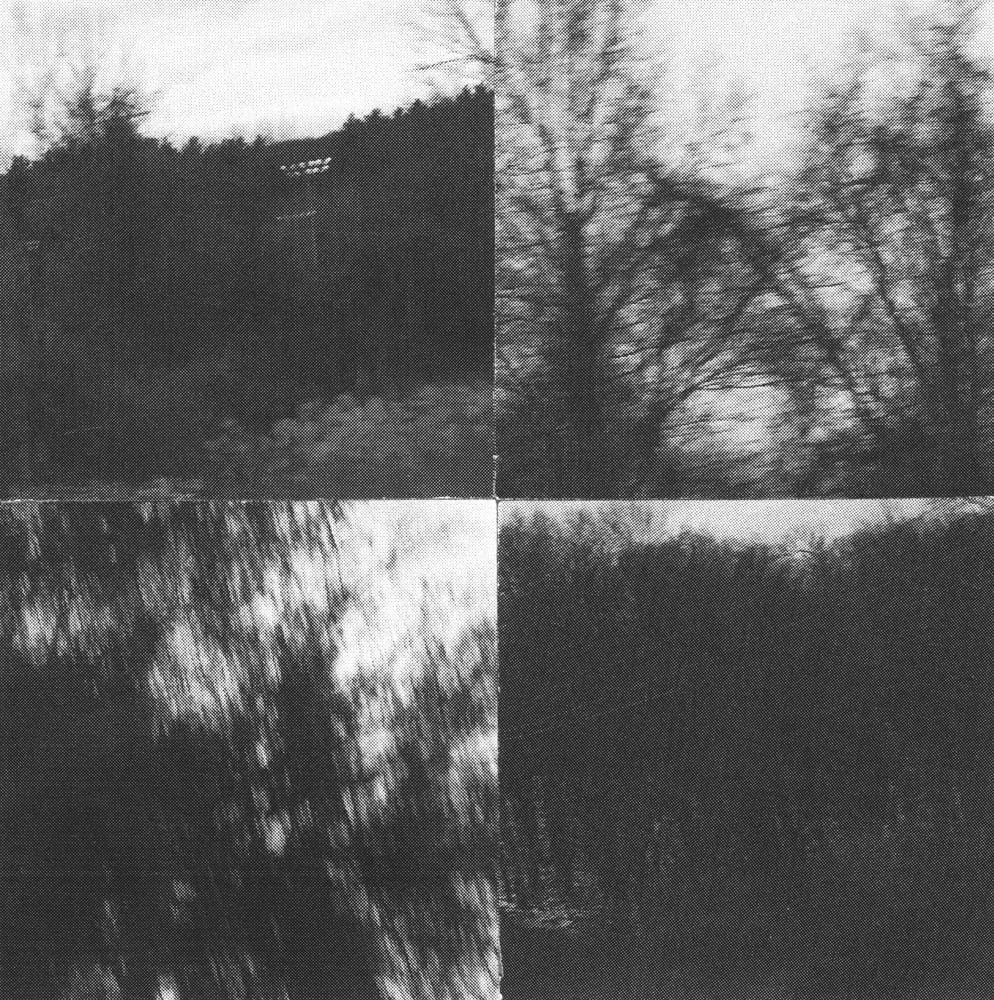 2025_MIDNIGHTUMBRELLA_Collage_Square_Collages_Trees&TallGrass_Crop&Trim.jpg