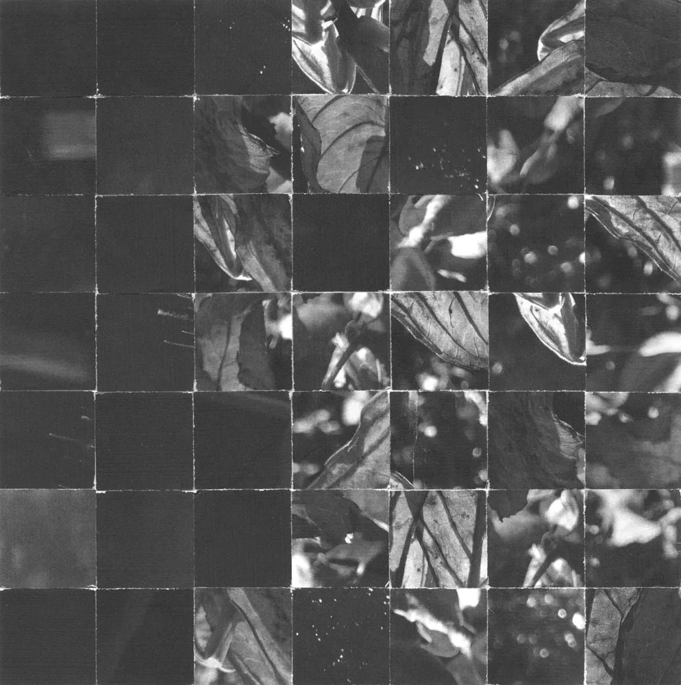 Black and white photo of leaves arranged on a grid, creating a mosaic pattern.