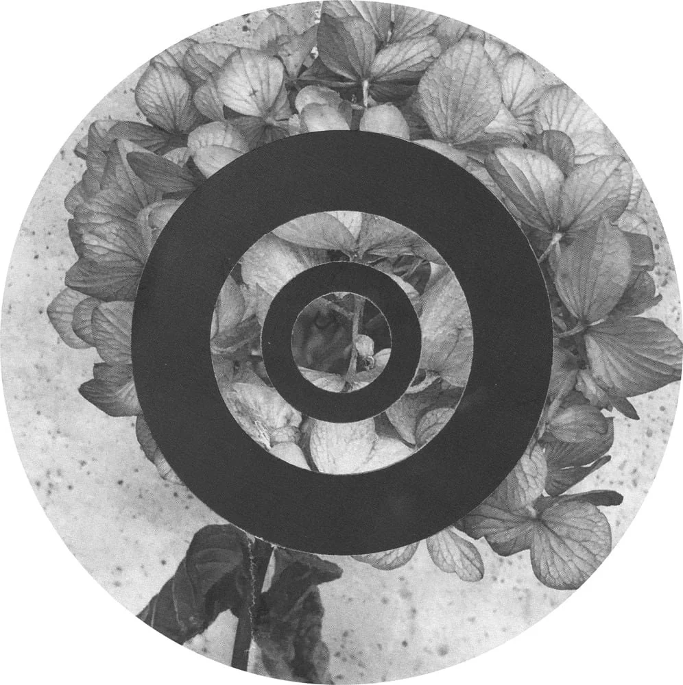2025_MIDNIGHTUMBRELLA_Collage_Circles_Leaves_Hydrangea_No2_Crop&Trim.jpg
