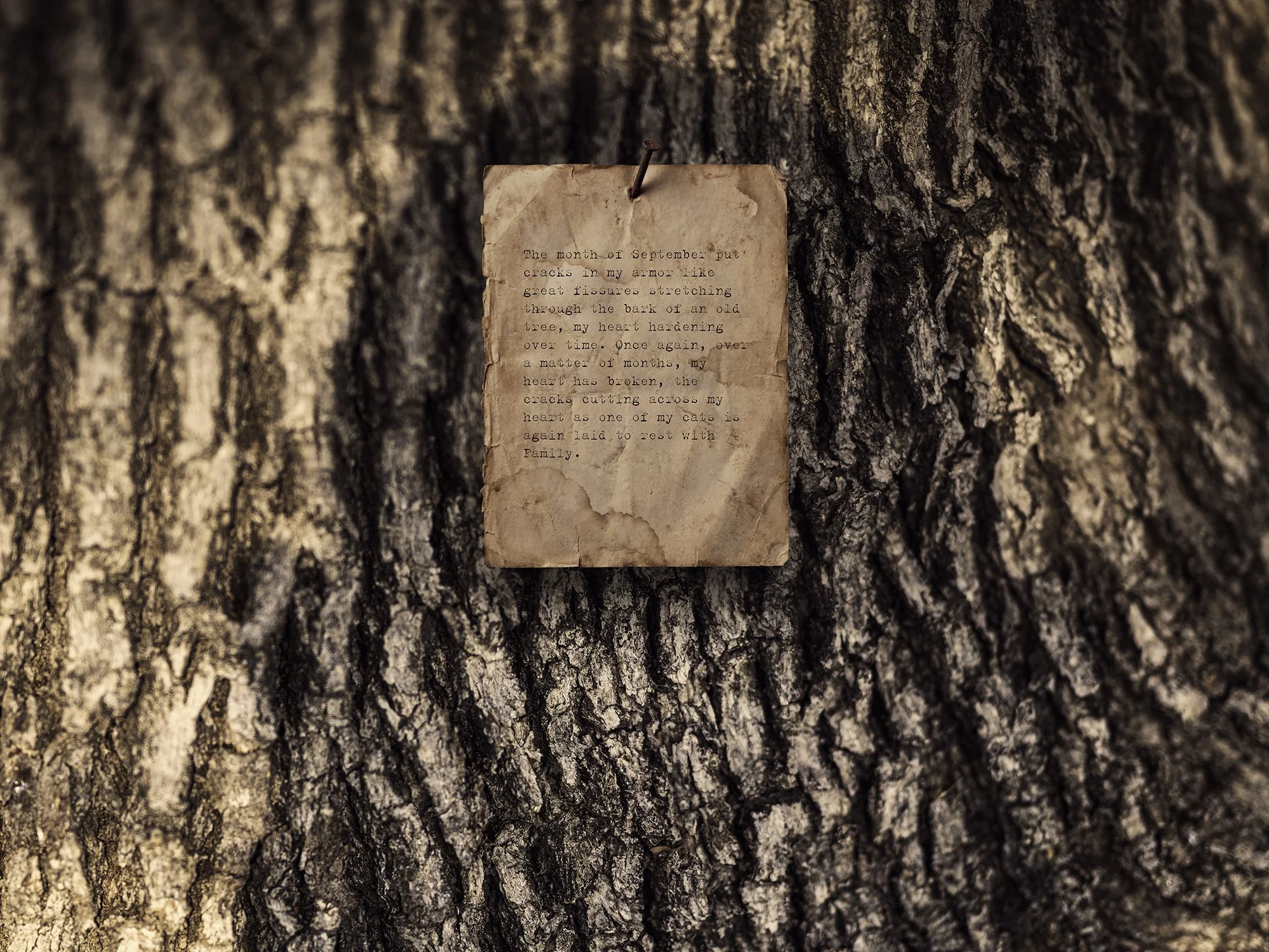 The Month of September (Self Portrait), 29/09/2025