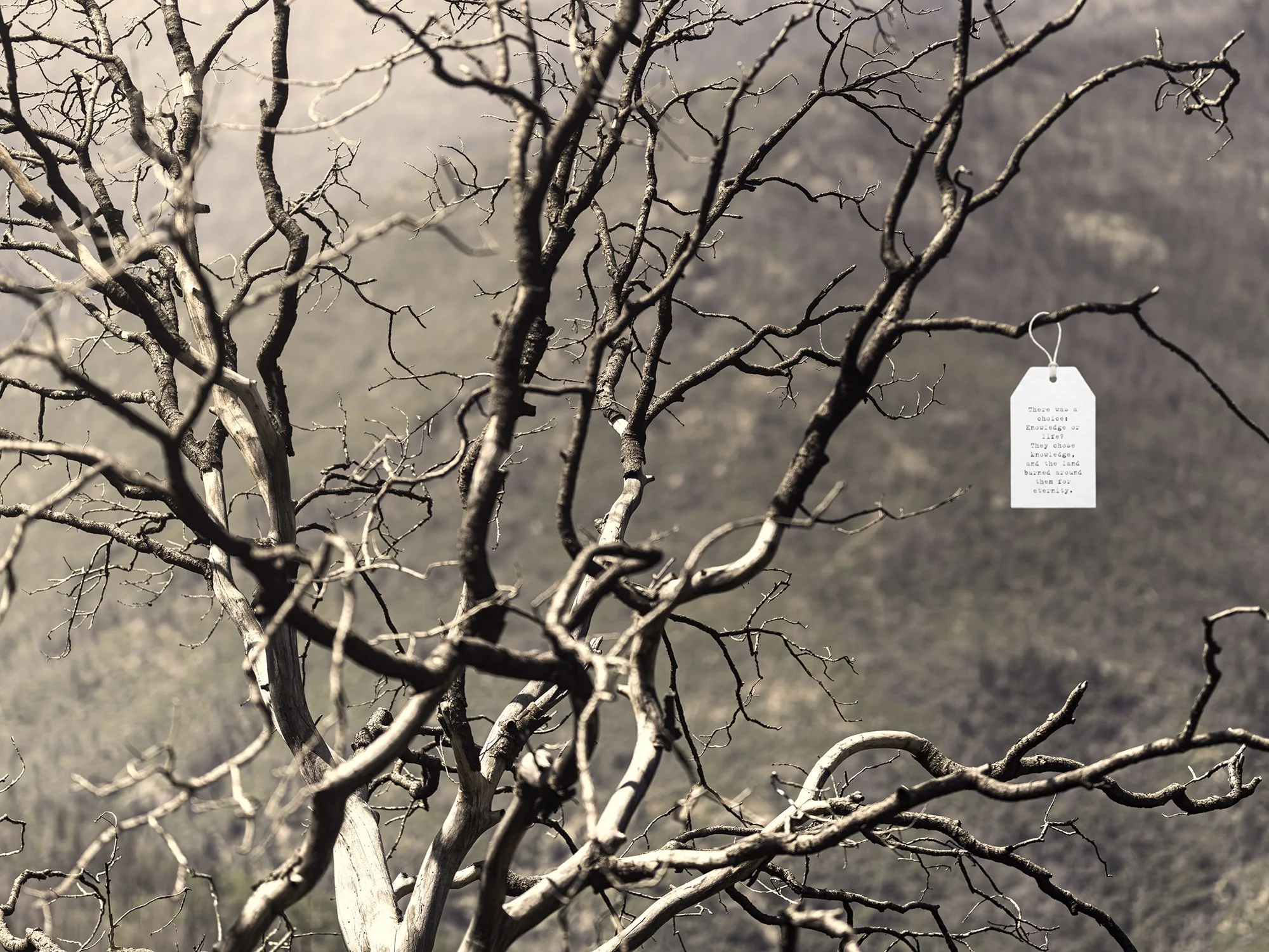 Branches, 22/04/2025