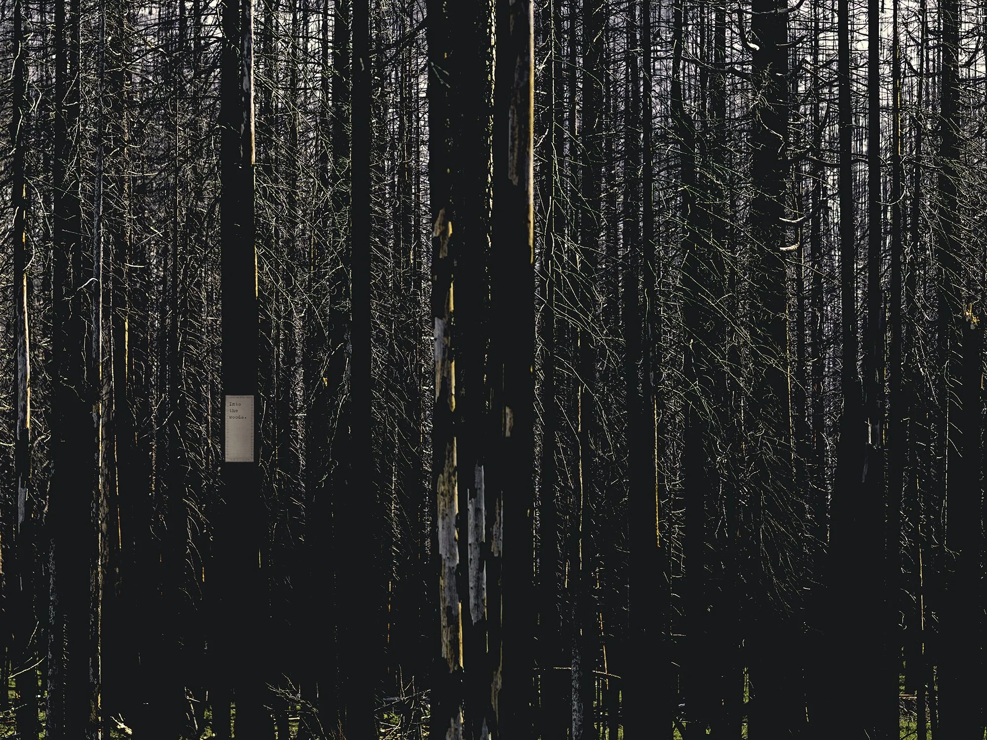 Into the Woods, 09/03/2025