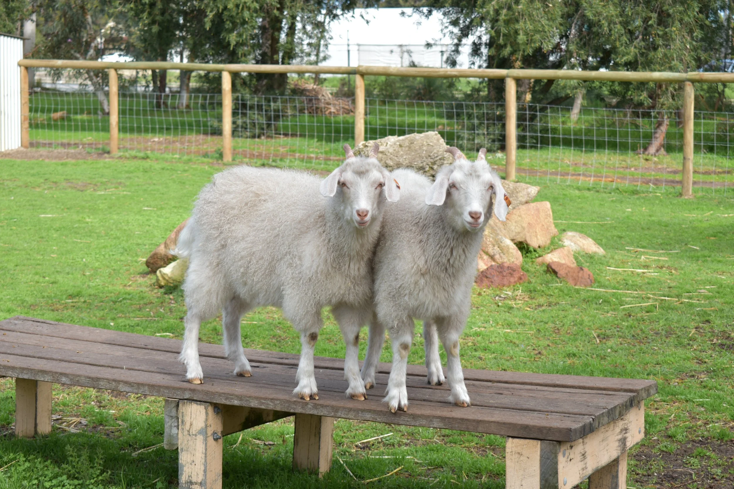 Two goats with fluffy white coats standing on a small wooden platform outdoors, surrounded by green grass and trees, with a wire fence in the background.