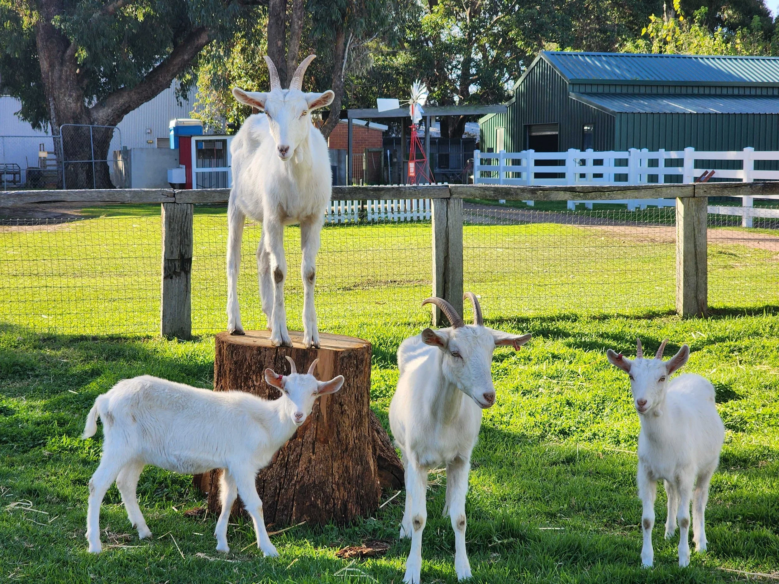 A group of white goats with horns standing and lying on green grass in a fenced outdoor area, with trees, buildings, and a windmill structure in the background.