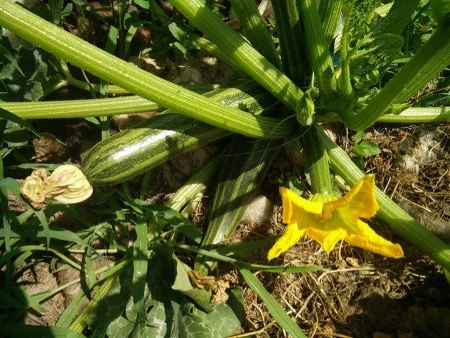 thumbnail_Zucchini gemulcht.jpg