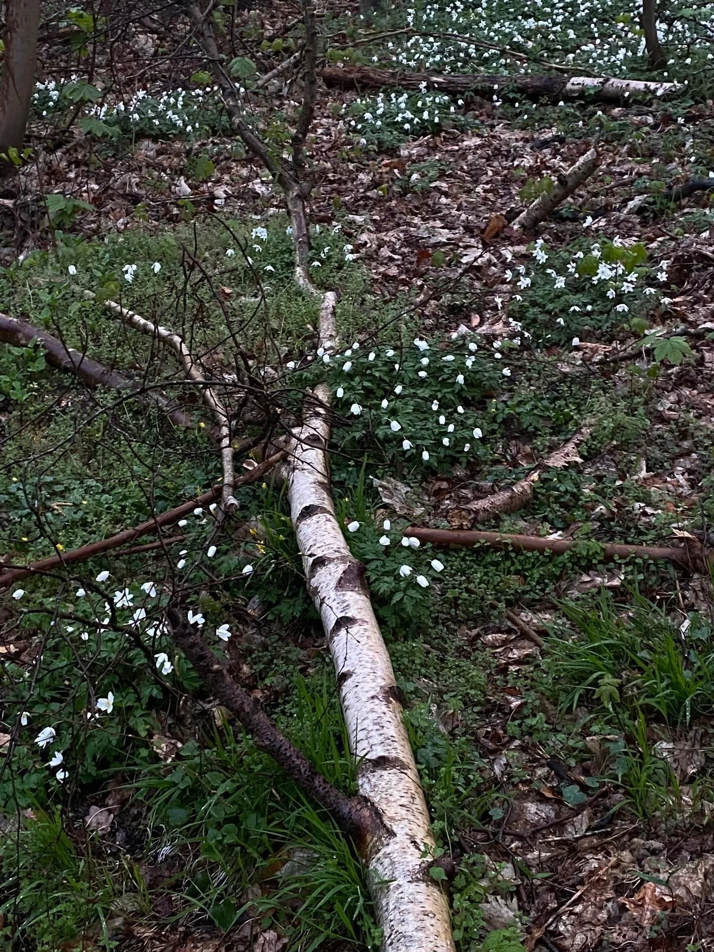 Amy 💛💛💛 the perfect Easter gift