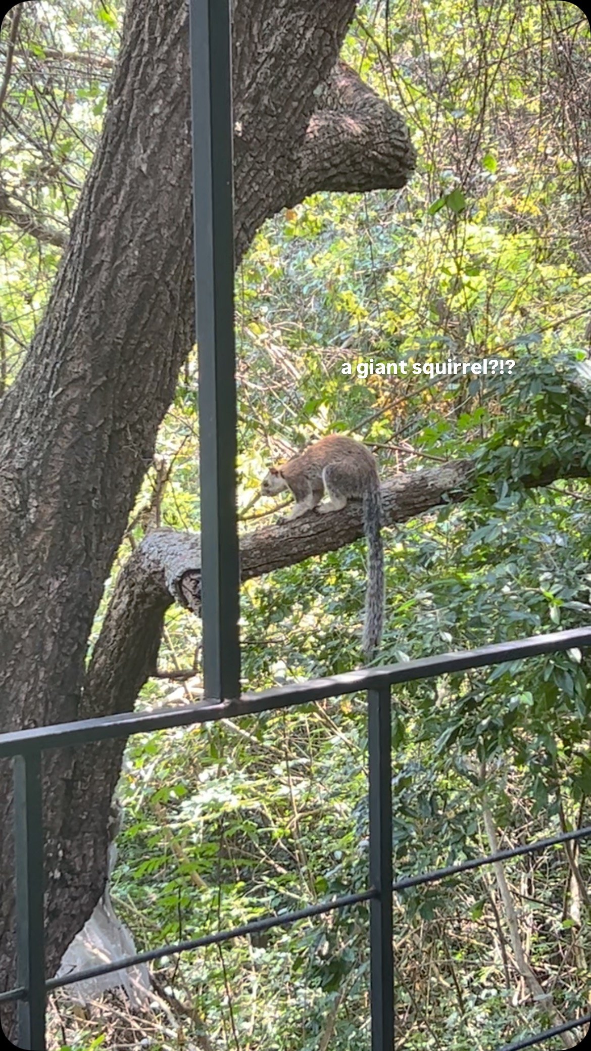 I walked outside and saw this absolutely MASSIVE tail hanging from the tree!!!
What is this…. A giant squirrel?!
π₯ @carofitz
#srilanka #wildlife #nature #giantsquirrel #treehouse
