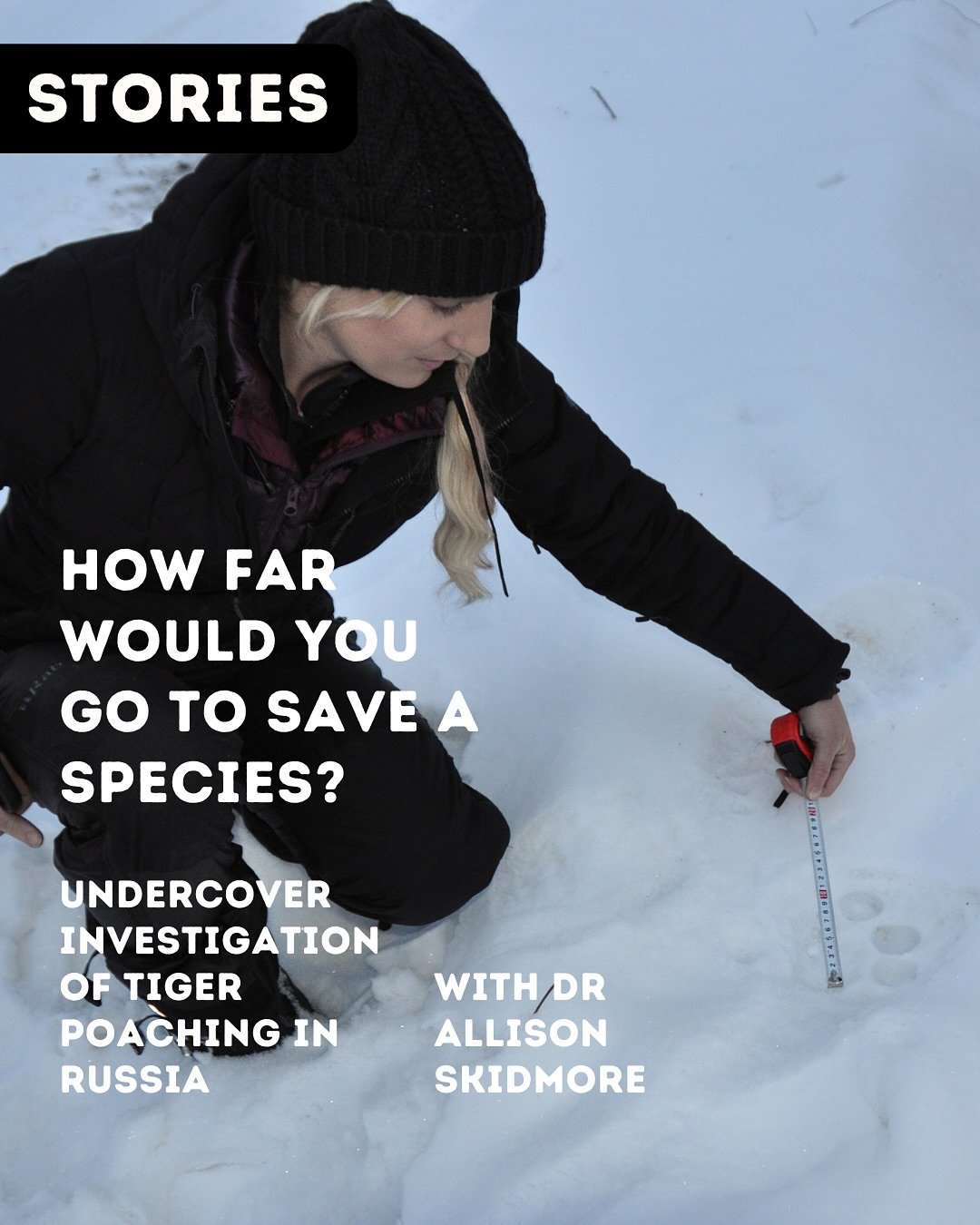 How far would you go to save a species? π
Dr Allison Skidmore’s answer to that is pretty extraordinary. She went undercover to investigate poaching of the endangered Amur Tiger in a country where one wrong move could cost you everything&helli