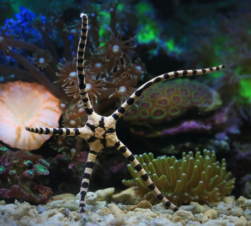 Did you know starfish have the ability to grow back lost arms!! ⭐️
#starfish #marineconservation
Photo: Jeff S (aquarium photo)