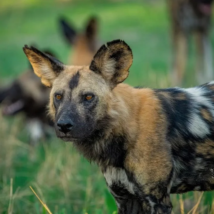 Have you heard of African Wild Dogs (or Painted Dogs)? π They use extraordinary cooperation and teamwork to pursue and bring down their target & an incredible 80% of their hunts end successfully!
#painteddogs #africanwilddogs #southafrica