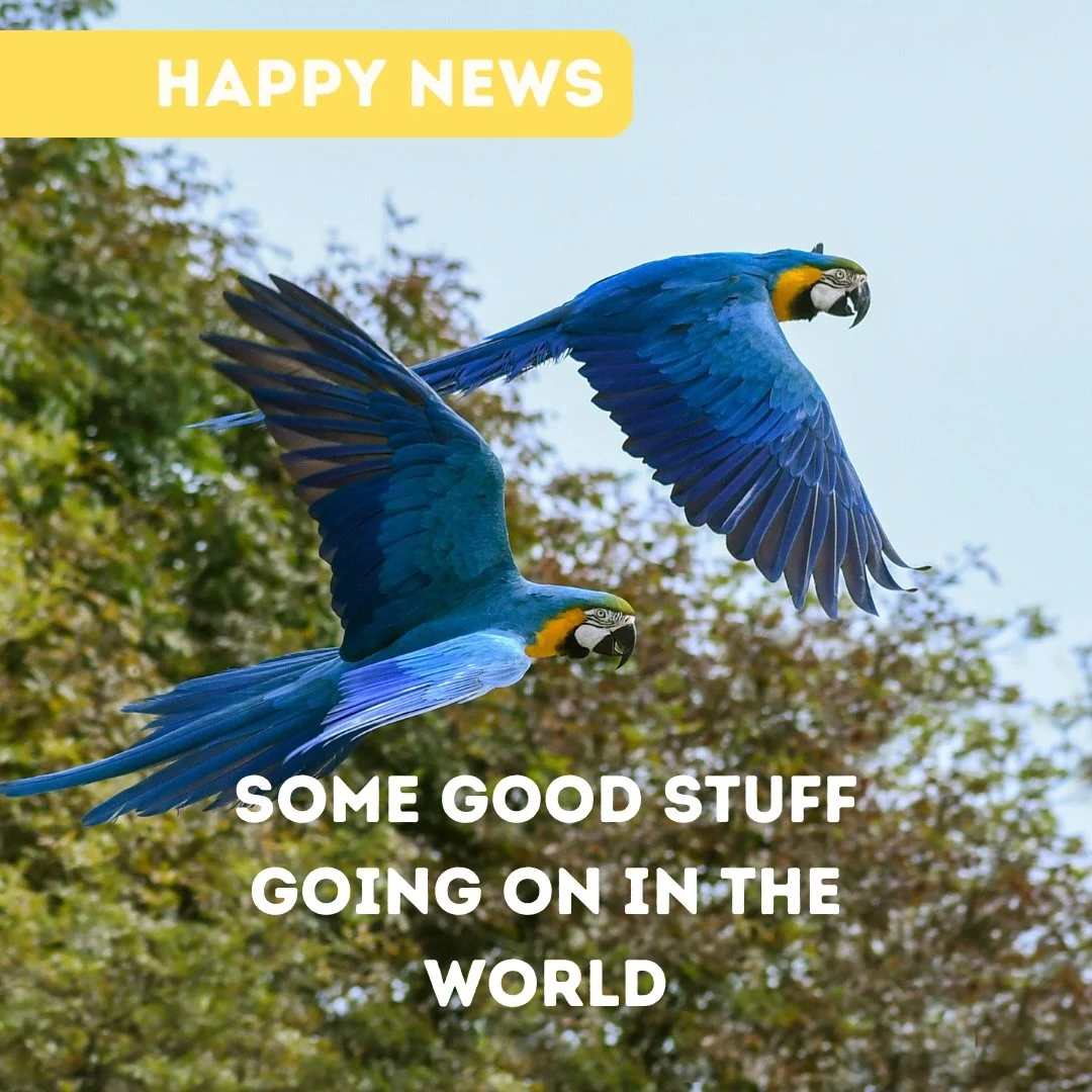 We are so back!!!! After a little hiatus on the blog, let&rsquo;s pick back up with some of the best happy news stories from across the year. 🌎💙

#goodnews #wildlife #conservation #positivity