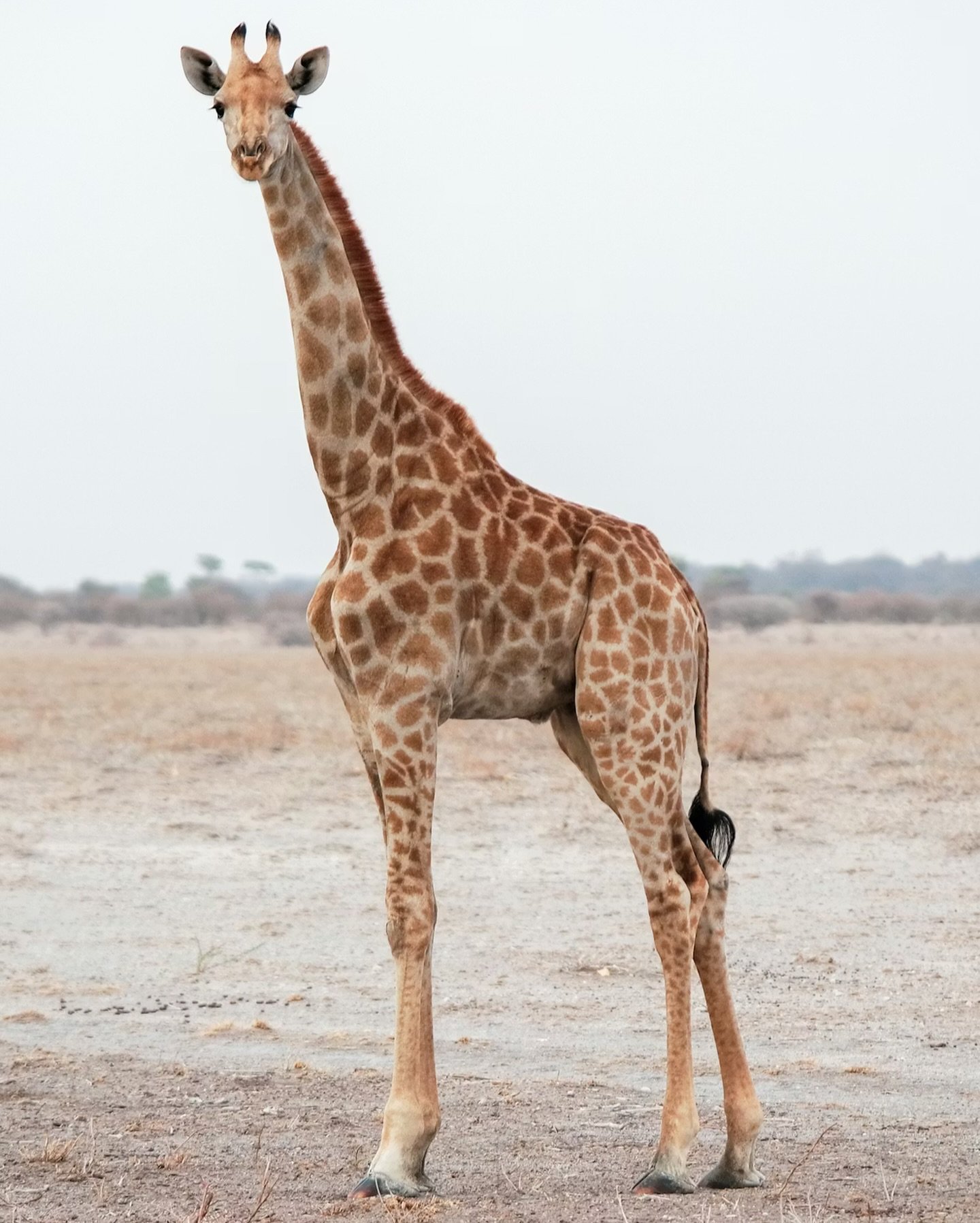 Who knows what a group of giraffes is called? (It actually makes so much sense!!) 
🦒🦒🦒 have a guess in the comments ⬇️

#kenya #giraffe #wildlife #nature