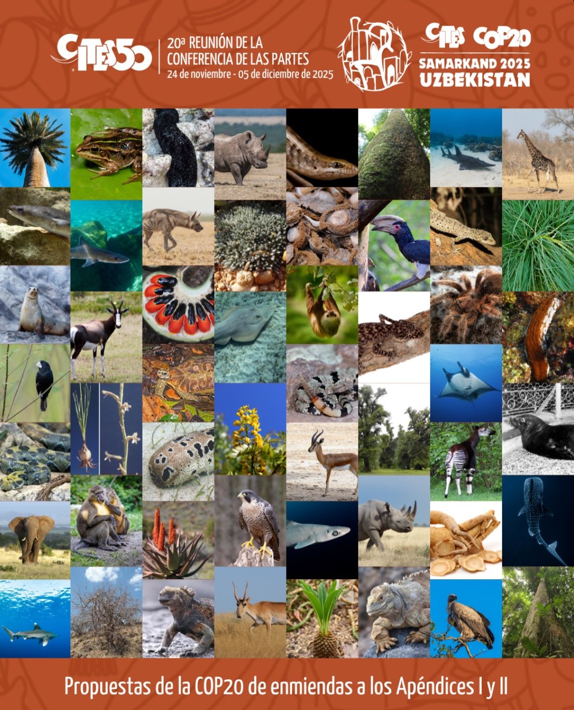 🌍✨🇺🇿 The World Wildlife Conference, otherwise known as CITES COP20, is in full swing in Uzbekistan and it couldn&rsquo;t be more important for wildlife.

Every 3 years, countries from around the world come together to decide the fate of some of th