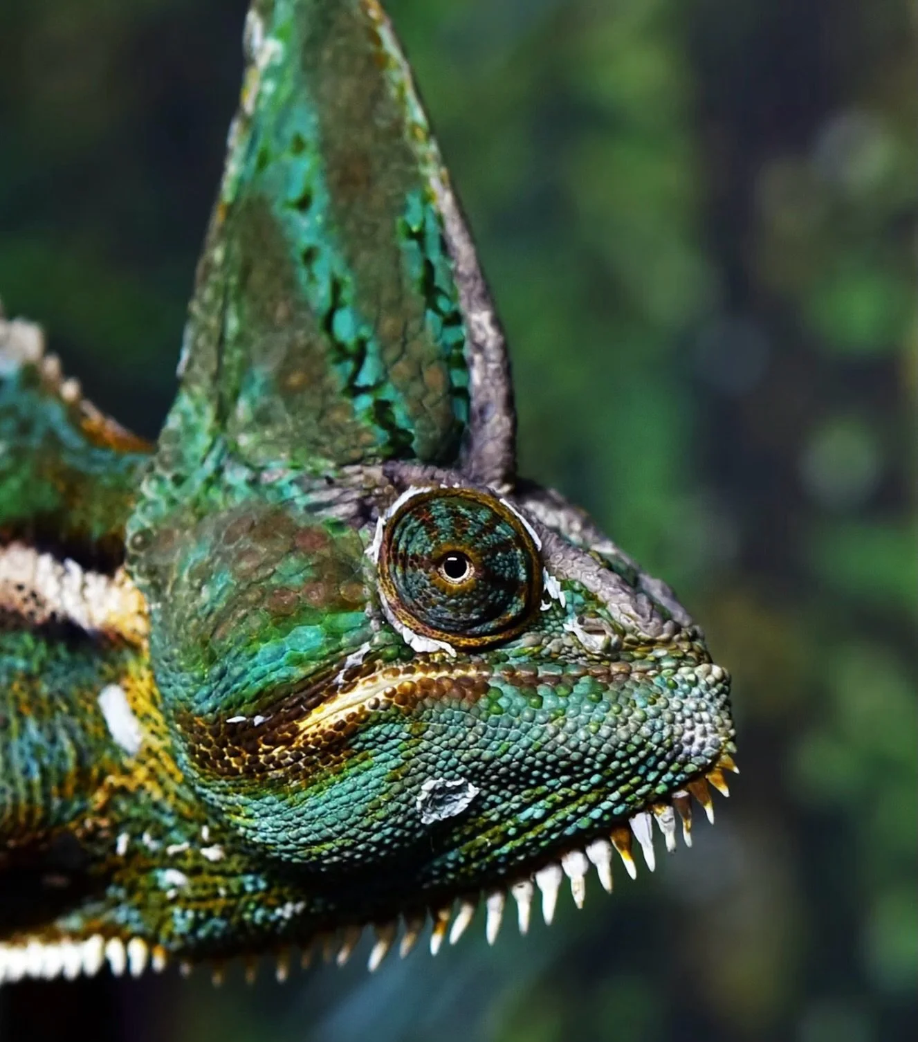 The veiled chameleon (also known as the cone-headed chameleon!) is a species of chameleon native to the Arabian Peninsula in Yemen and Saudi Arabia 🦎

How beautiful is this species!!!

📸 David Clode 

#chameleonsofinstagram #SaudiArabia #Yemen #col