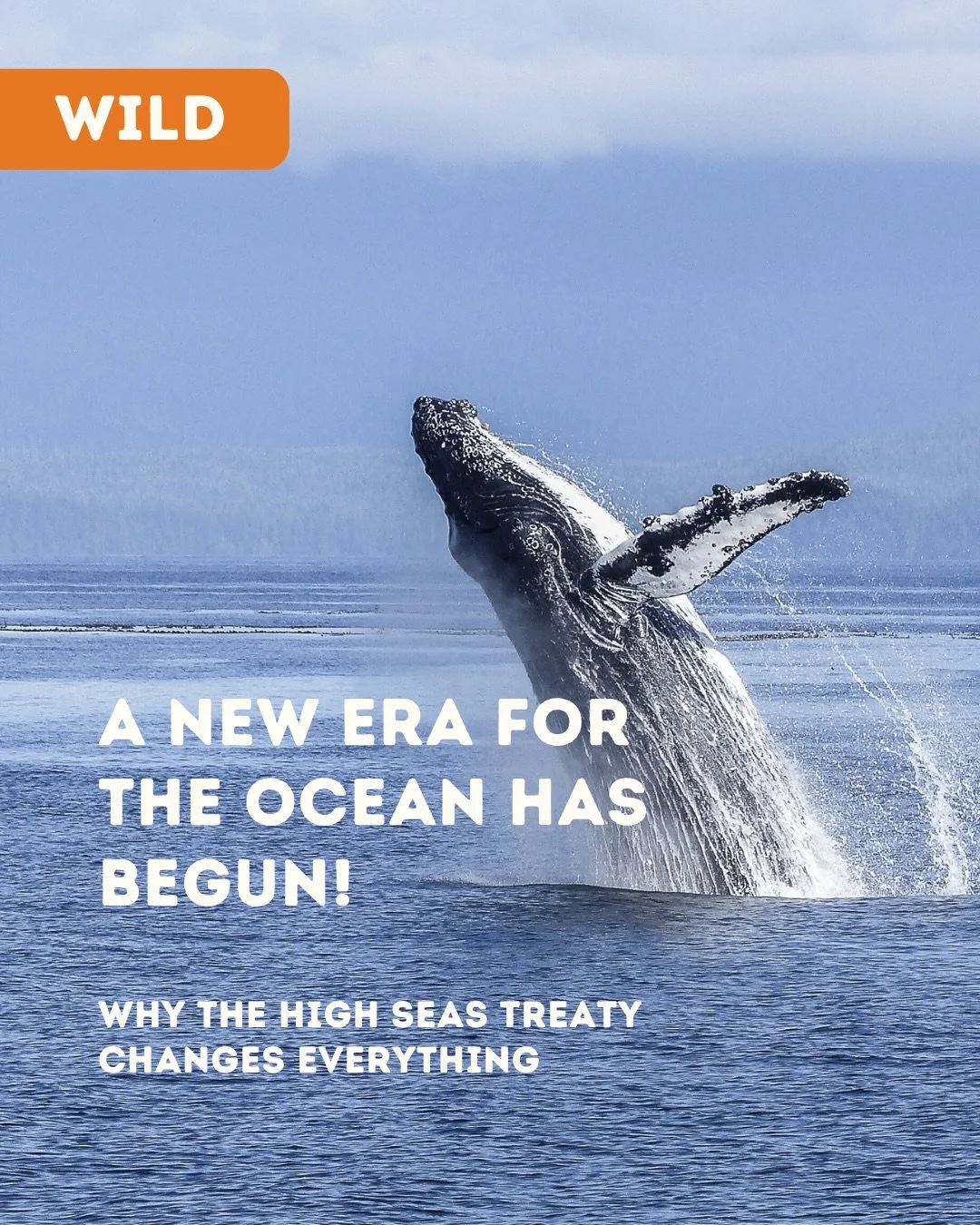 🌍 The High Seas cover almost half the Earth&rsquo;s surface, yet for decades they have remained largely unprotected.  In my latest blog I explore why the High Seas Treaty is a game-changing step for ocean conservation and why its success now depends