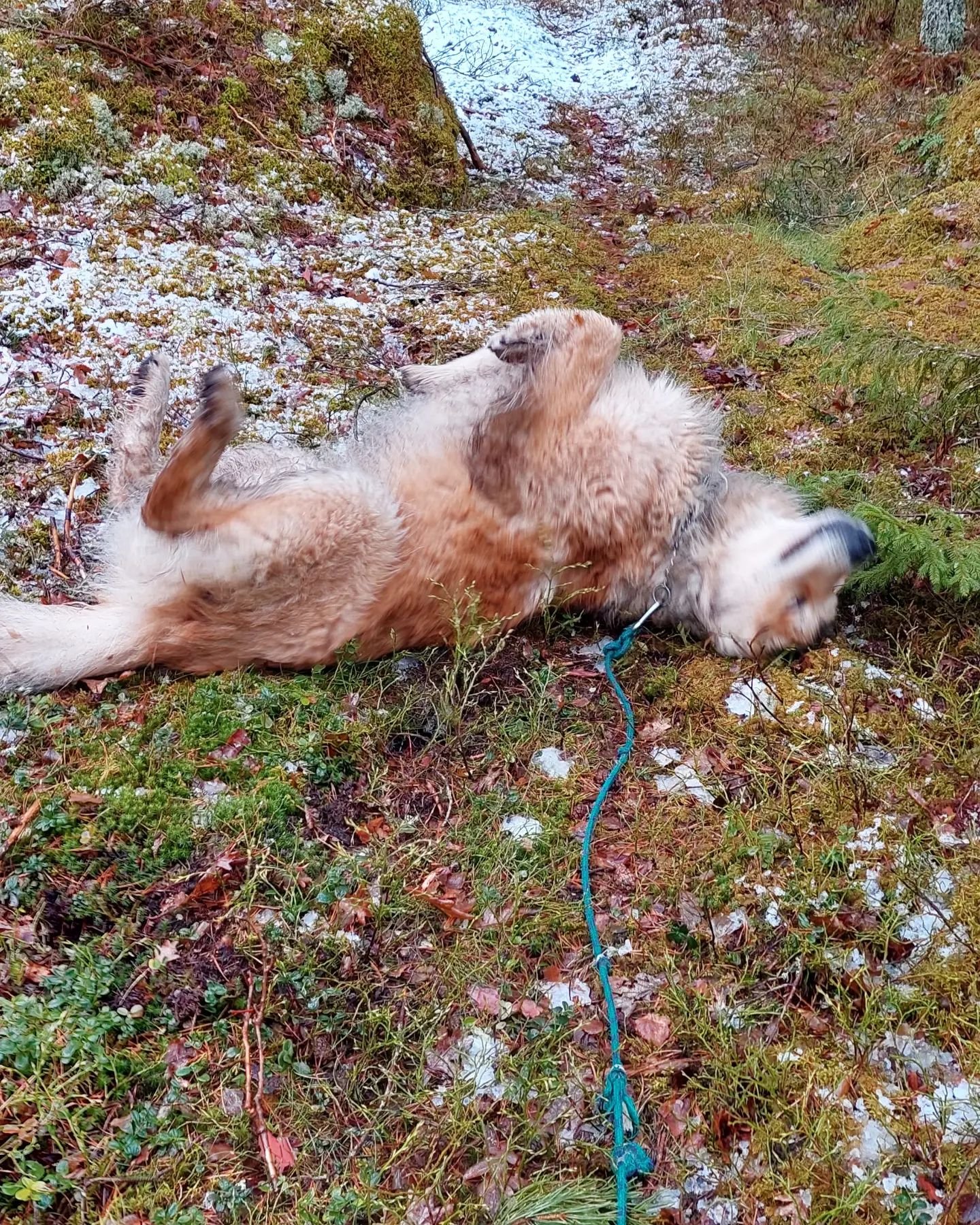 Efter en vecka i stan med mycket aktivitet, jobb och roliga h&auml;ndelser, vilket &auml;r kul men &auml;ven inneb&auml;r en del stress f&ouml;r nervsystemet med alla olika intryck.

Kontrasten att f&aring; komma ut till landet och ta brorsans hund u