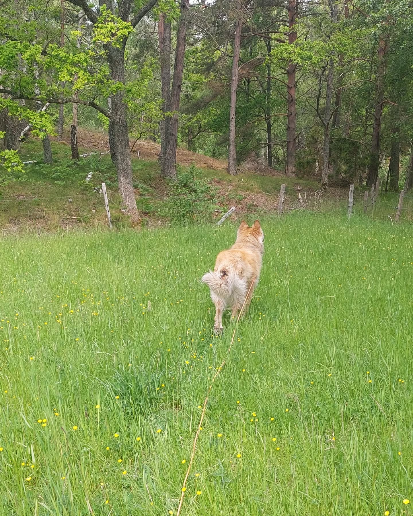 🌞 Morgonljus - din hj&auml;rnas naturliga &quot;startknapp&quot;🌞

Visste du att 10 minuter i morgonsolen, funkar &auml;ven om det &auml;r molnigt, boostar din mentala h&auml;lsa hela dagen - och natten?

Neuroforskningen &auml;r tydlig: naturligt 