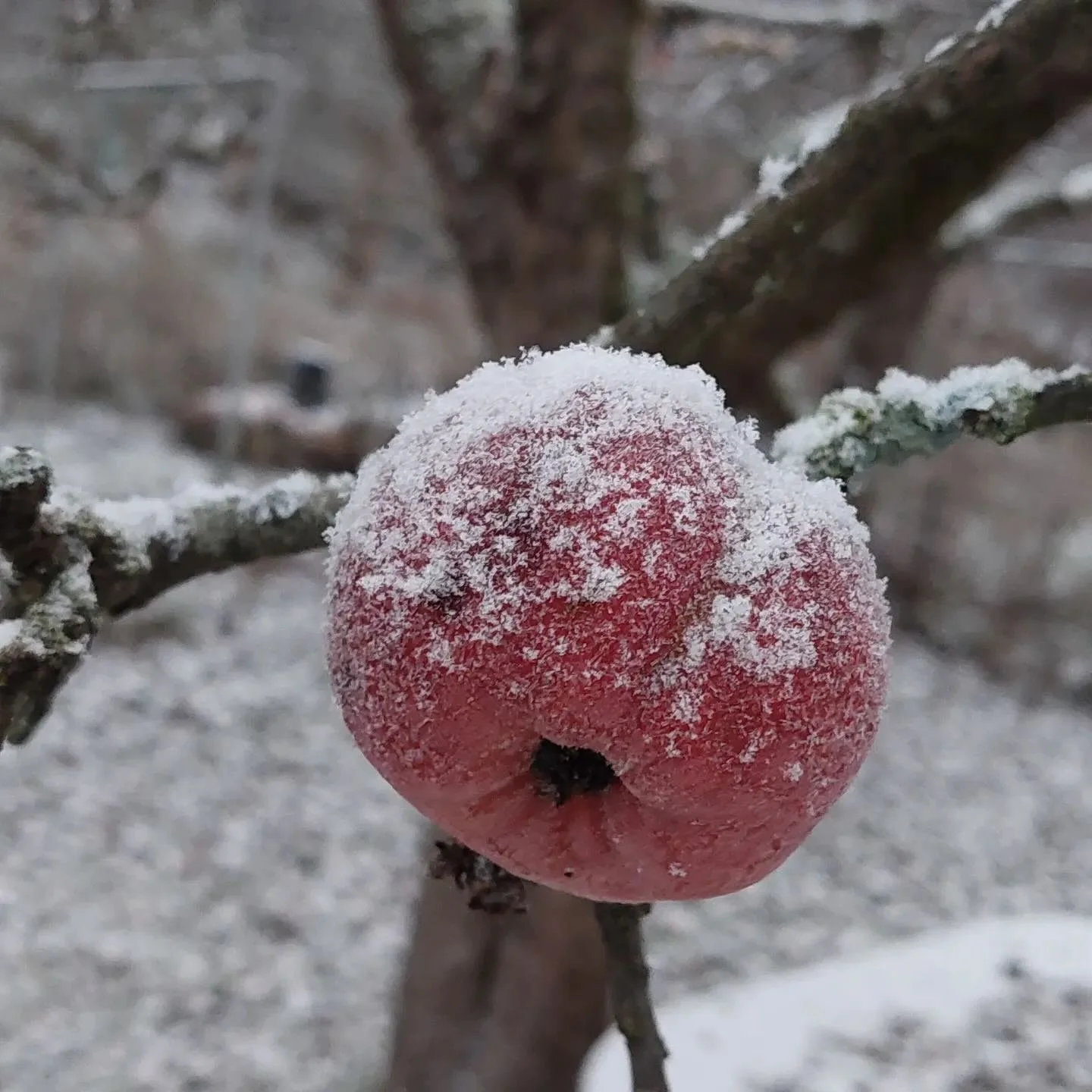 Aktuellt hos Cecilia – december 2025