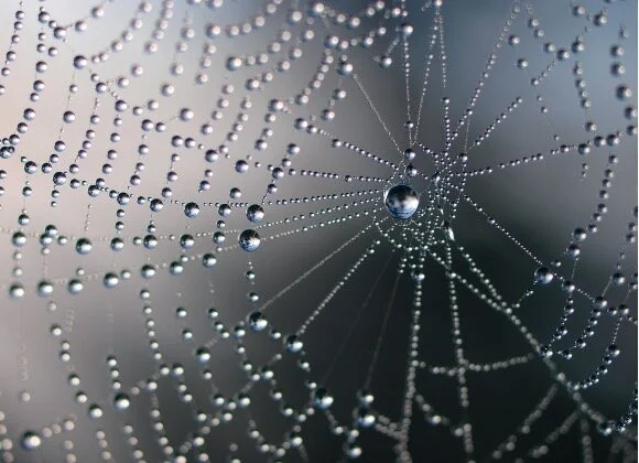 Vad är fascia? En enkel förklaring av kroppens bindväv