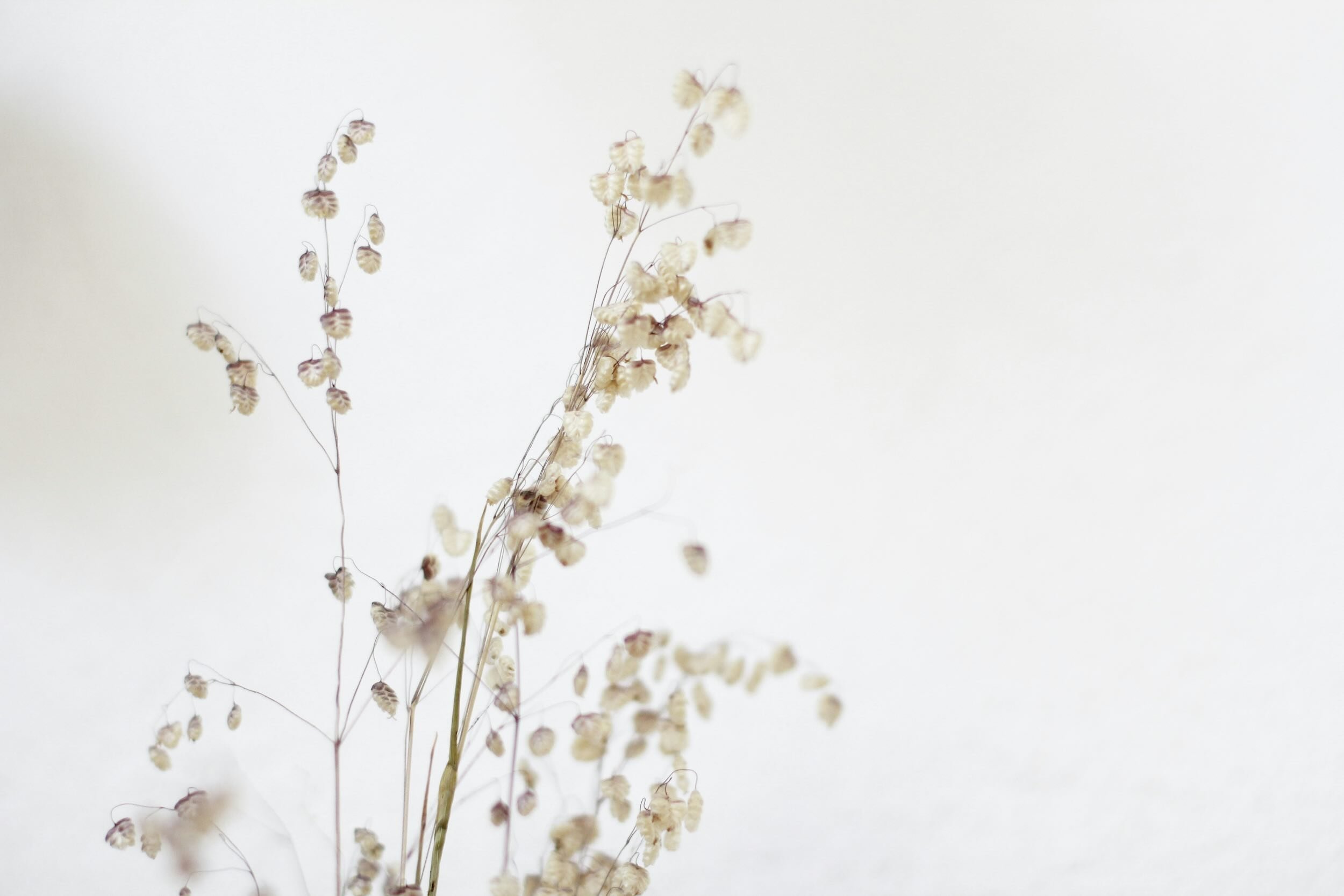 Torrt blommigt växt mot en ljus bakgrund. Bakgrundsbild på ceciliadouglas.com.