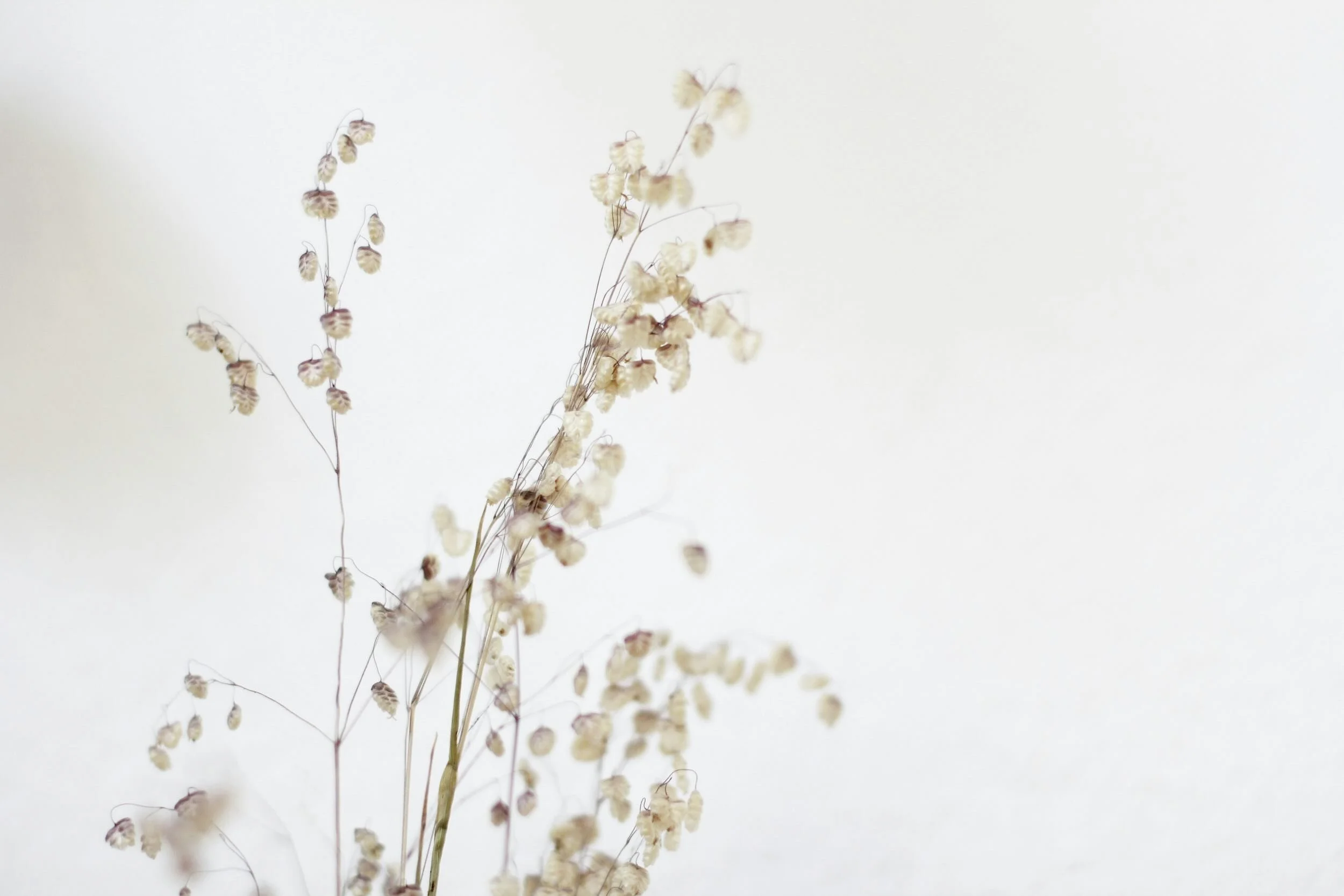 Torra växt med små vita blommor eller frön mot en ljus bakgrund. Bakgrundsbild på ceciliadouglas.com.