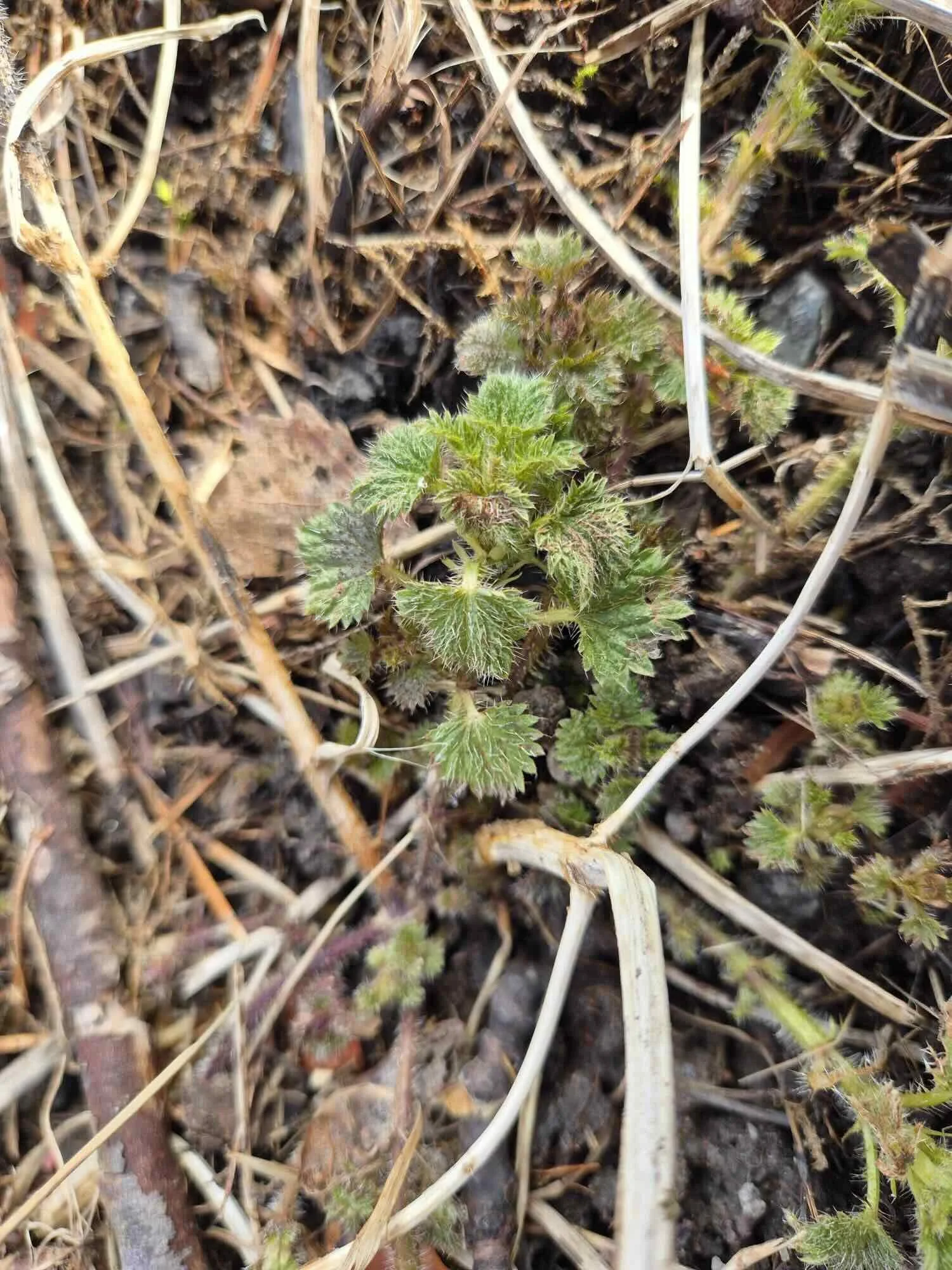 Nässlor är på väg upp. Cecilia Douglas