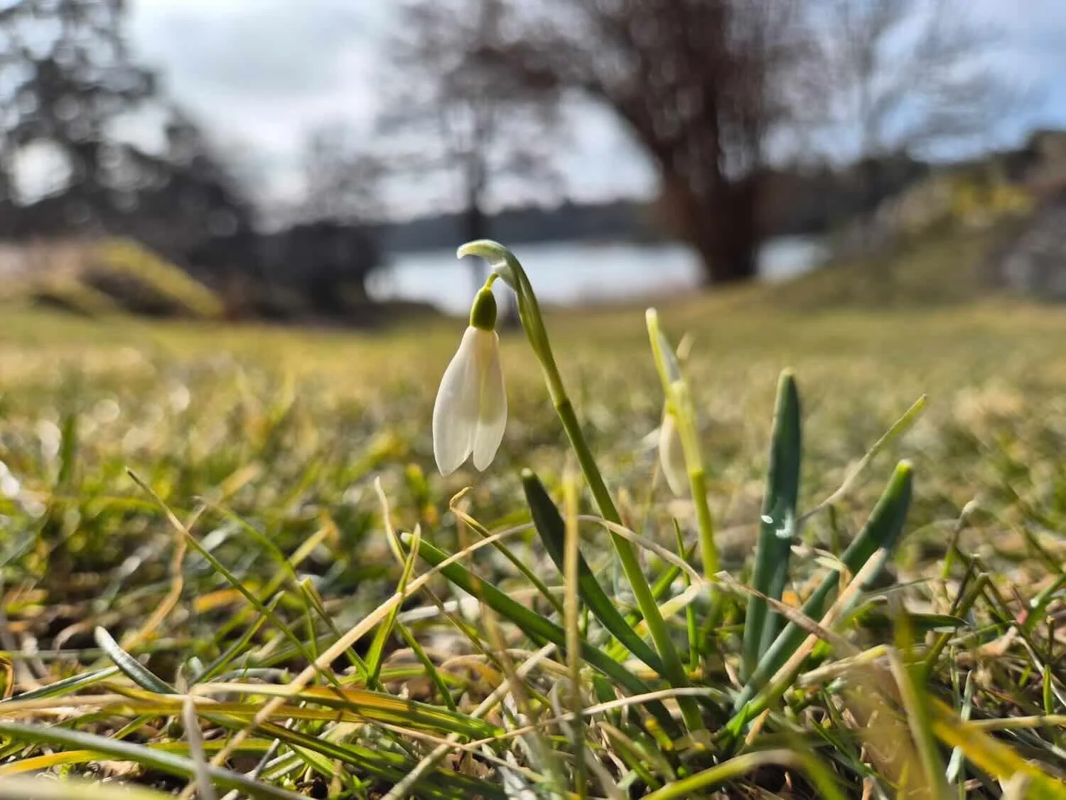 Vitsipporna, ett vårtecken. Cecilia Douglas
