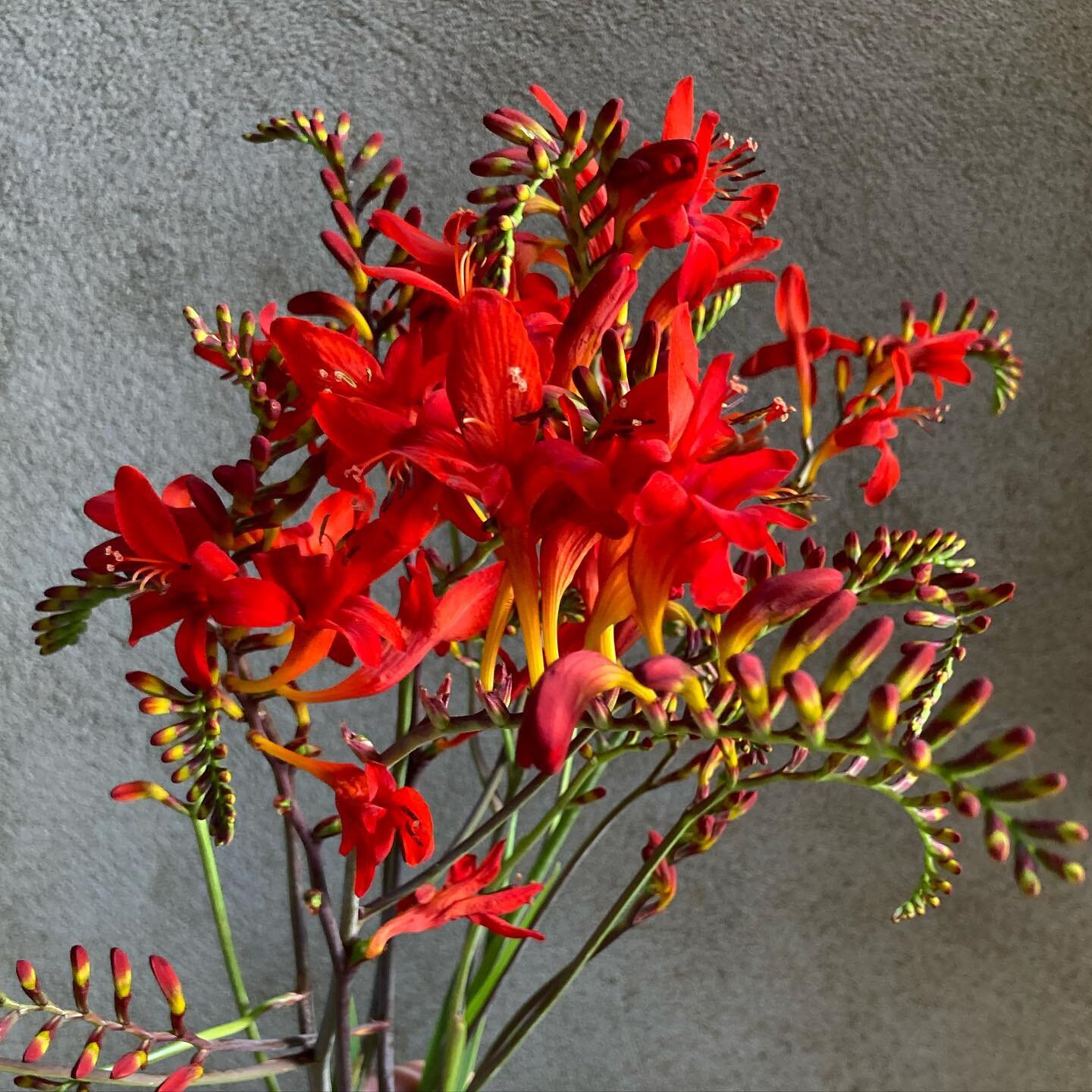 Crocosmia &lsquo;Lucifer&rsquo; &hellip; it&rsquo;s that hot out there people!!! Wishing everyone a fabulous weekend and those with little ones a wonderful summer holidays. I&rsquo;m off for some much needed R&amp;R with my lovely family next week so