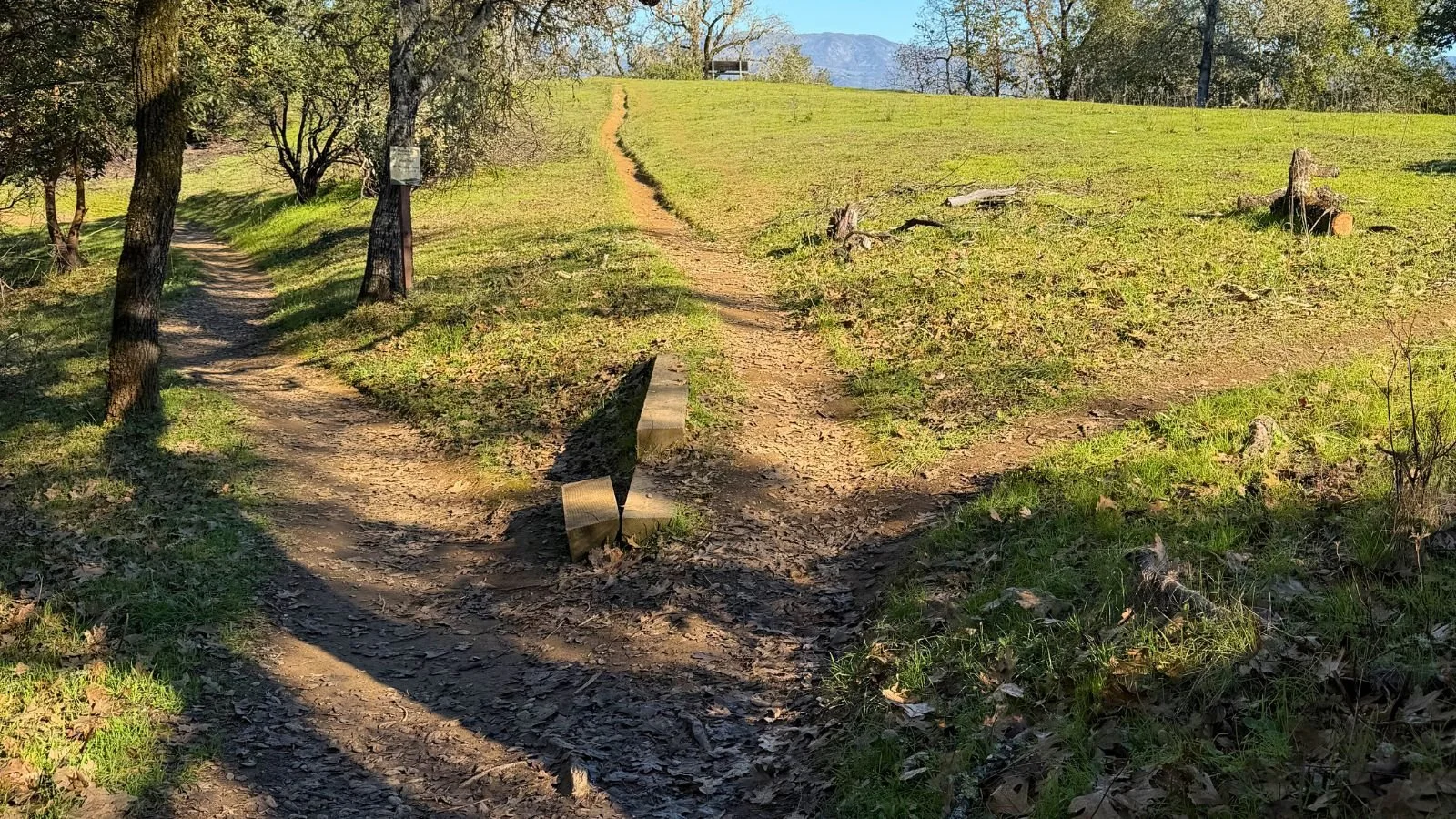 Adaptive Flexibility: The Brain’s Hidden Skill for Navigating Change